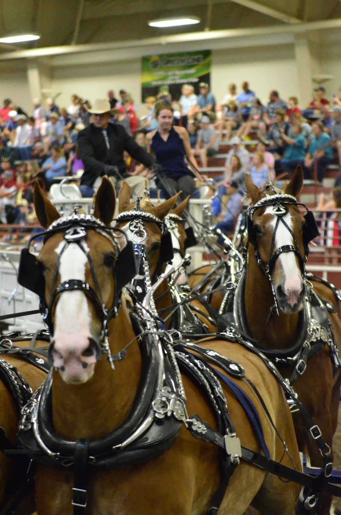 8-25-19 Draft Horse Hitch Final (113).JPG